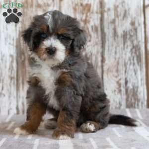 Mack, Mini Bernedoodle Puppy